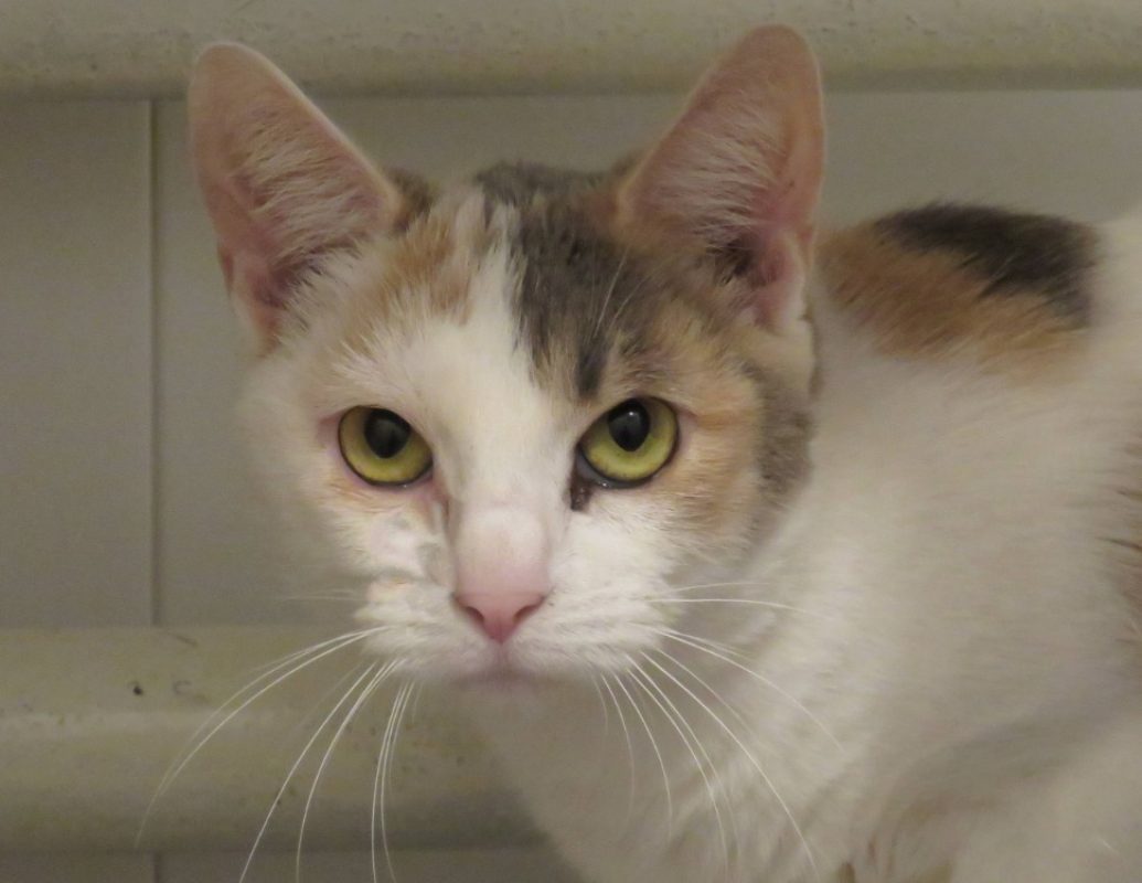 Themis - Chat Européen à adopter