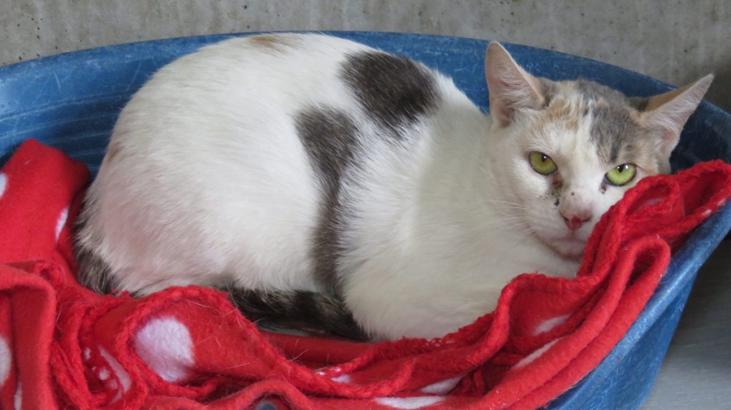 Themis - Chat Européen à adopter - photo 2