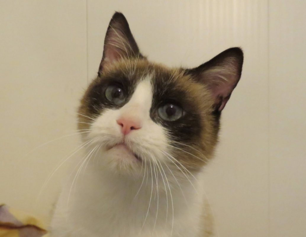 Gaia - Chat Européen à adopter