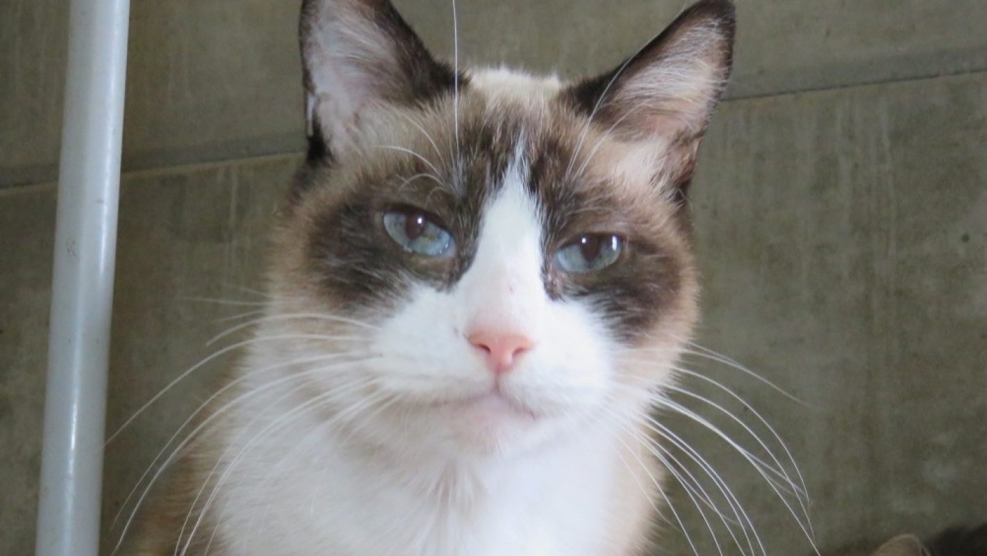 Gaia - Chat Européen à adopter - photo 2
