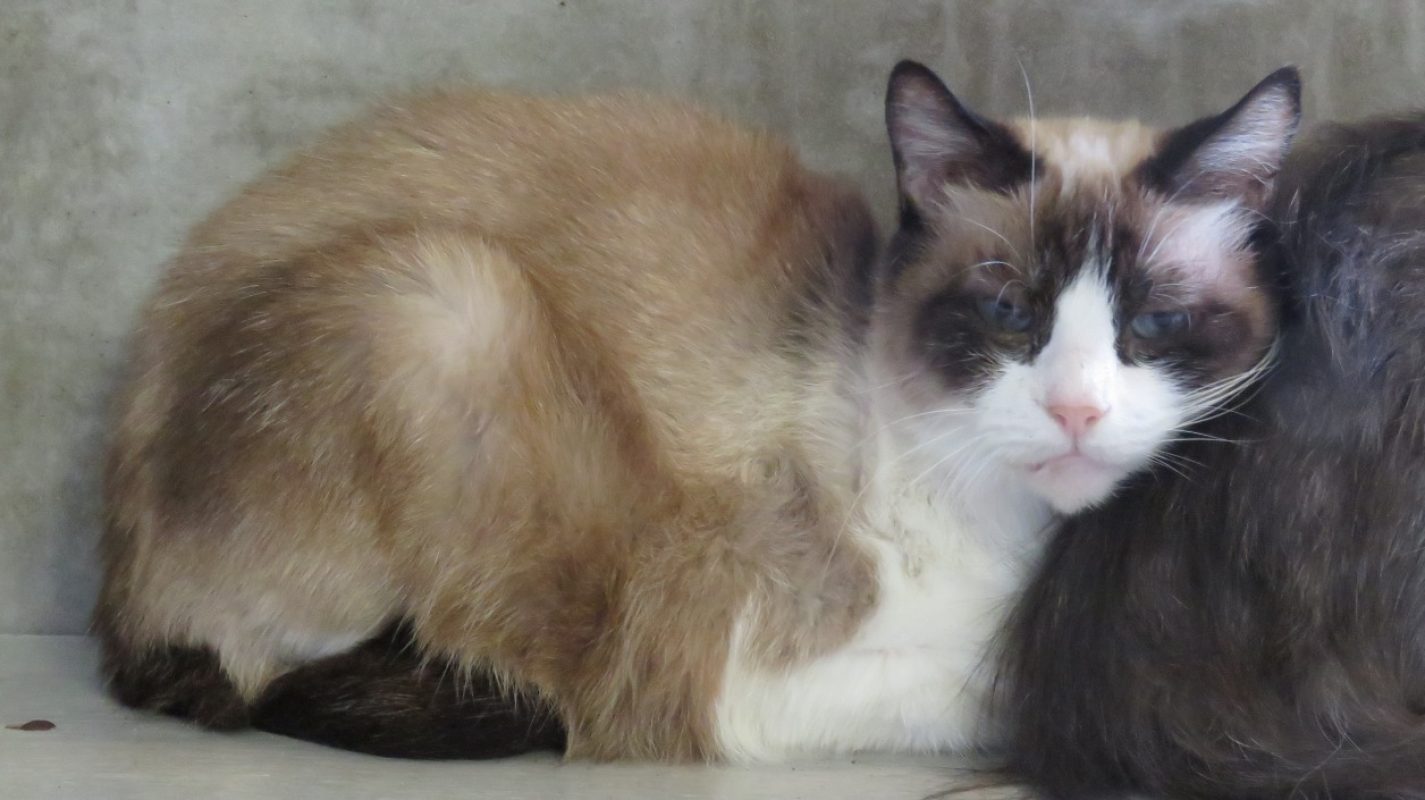 Gaia - Chat Européen à adopter - photo 3