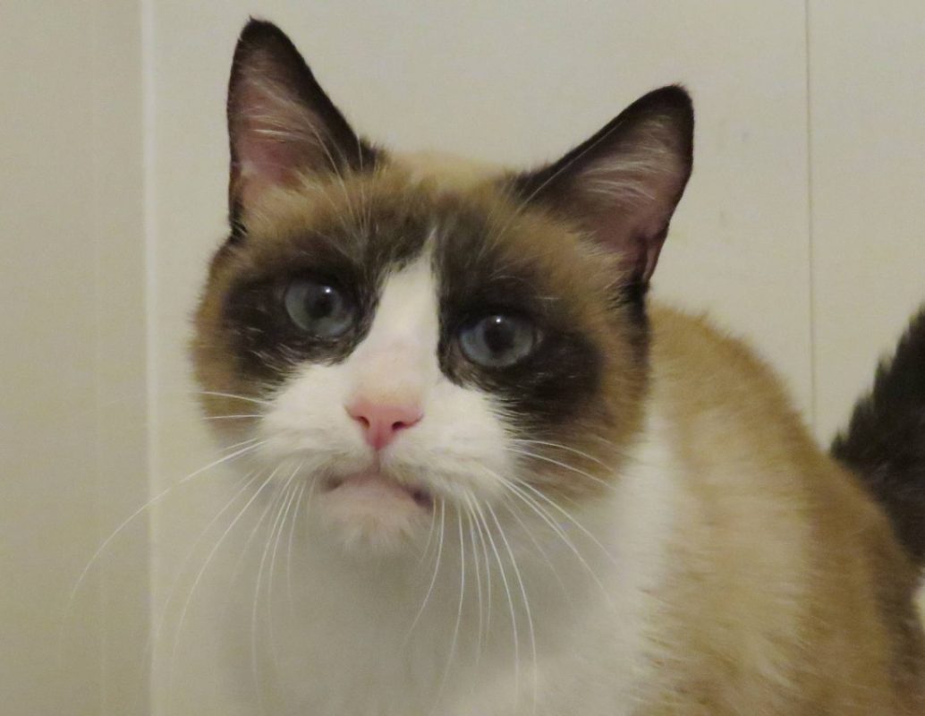 Gaia - Chat Européen à adopter - photo 4
