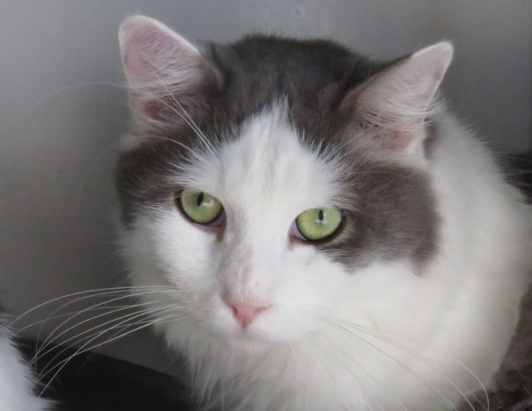 Simba - Chat Européen à adopter
