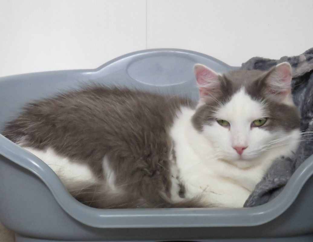 Simba - Chat Européen à adopter - photo 2