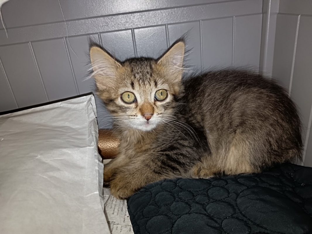 Légolas - Chat Européen à adopter