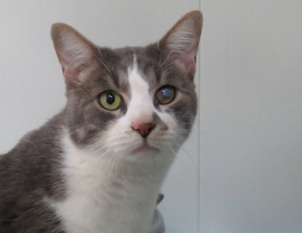 Eole - Chat Européen à adopter