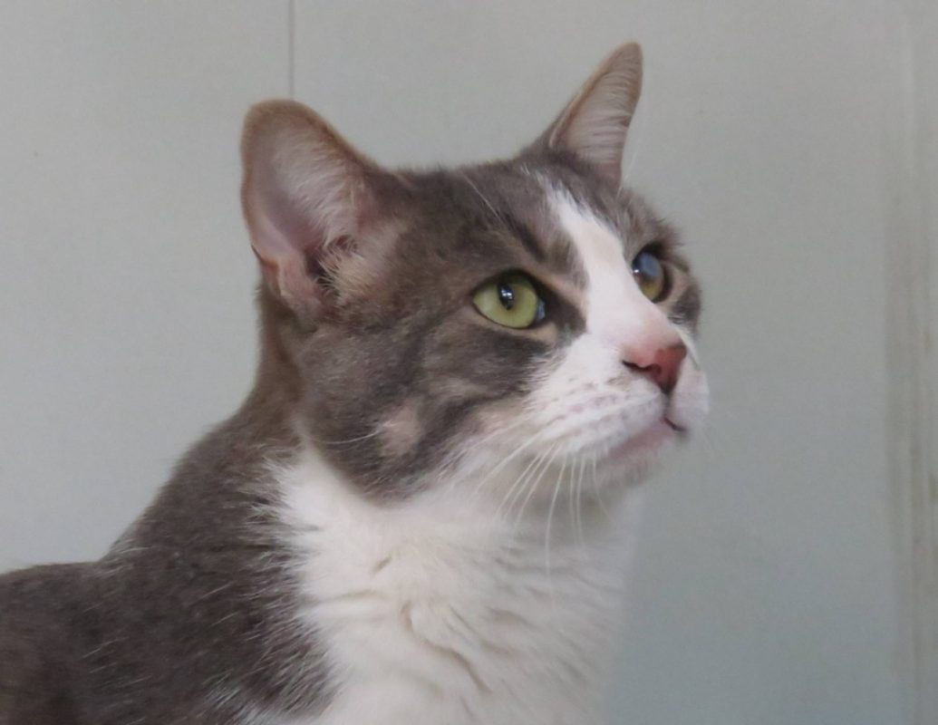 Eole - Chat Européen à adopter - photo 2