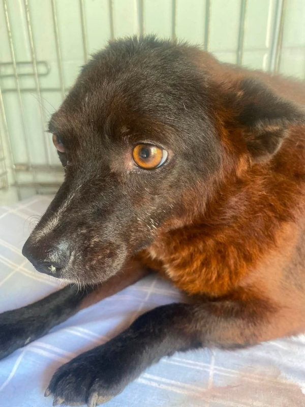 NAOMI - Chien Kelpie x Pinscher Nain à adopter - photo 6