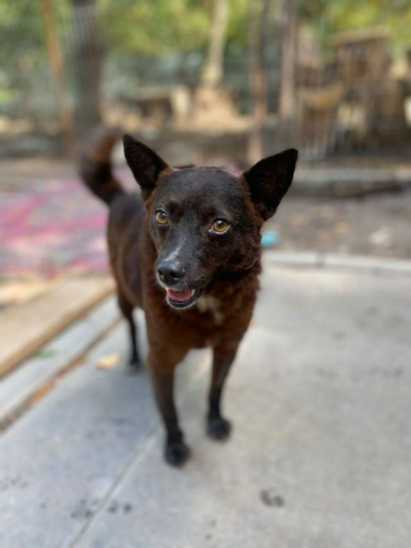 NAOMI - Chien Kelpie x Pinscher Nain à adopter - photo 4