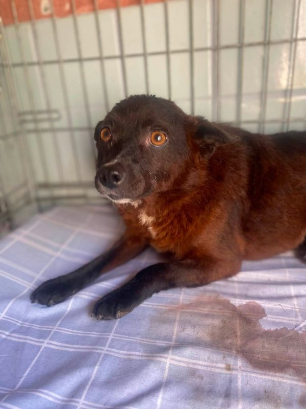 NAOMI - Chien Kelpie x Pinscher Nain à adopter - photo 8