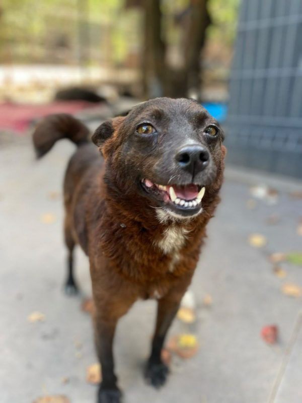 NAOMI - Chien Kelpie x Pinscher Nain à adopter