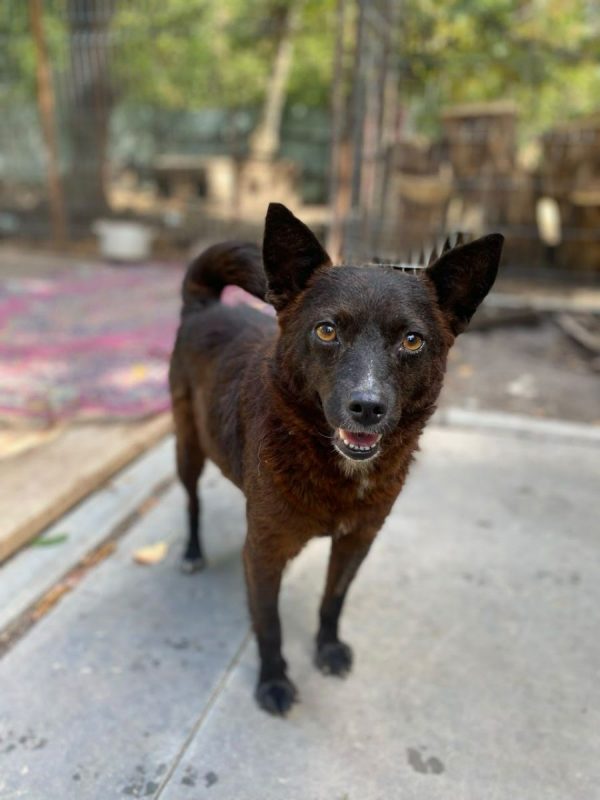 NAOMI - Chien Kelpie x Pinscher Nain à adopter - photo 9