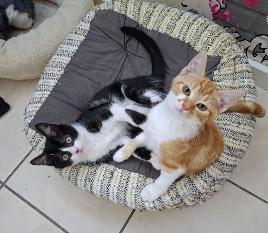 Nica et Rigel - Chat Européen à adopter