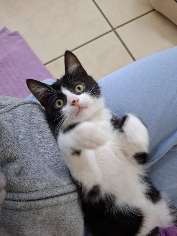 Nica et Rigel - Chat Européen à adopter - photo 2