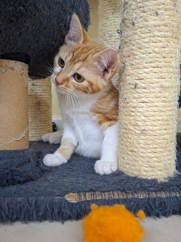 Nica et Rigel - Chat Européen à adopter - photo 5