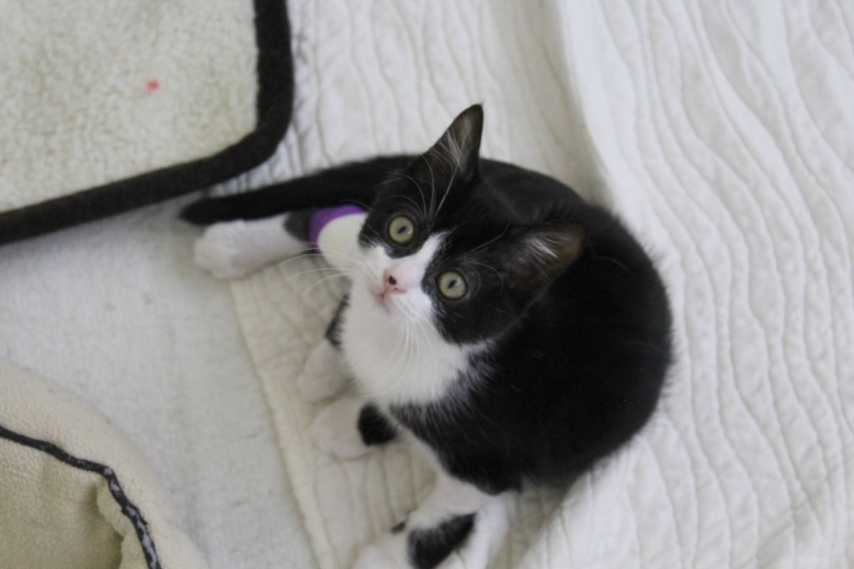 Nica et Rigel - Chat Européen à adopter - photo 3