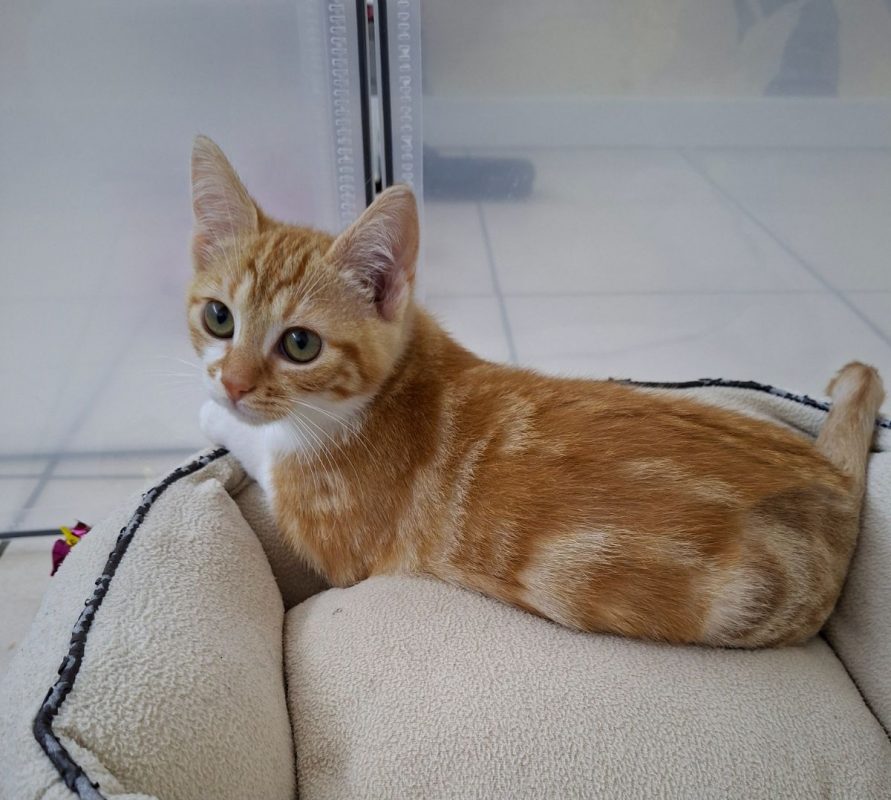 Nica et Rigel - Chat Européen à adopter - photo 4