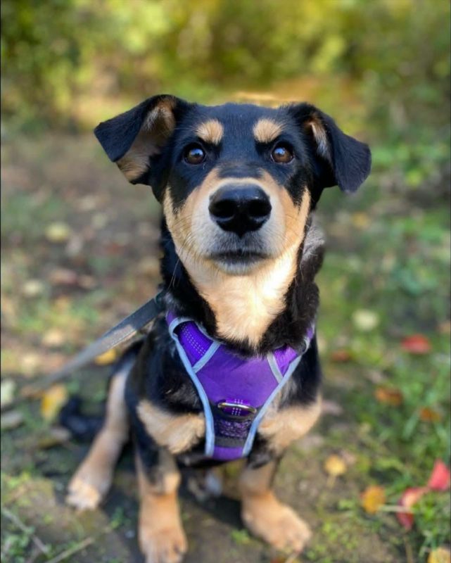 MONTANA - Chien Teckel à adopter