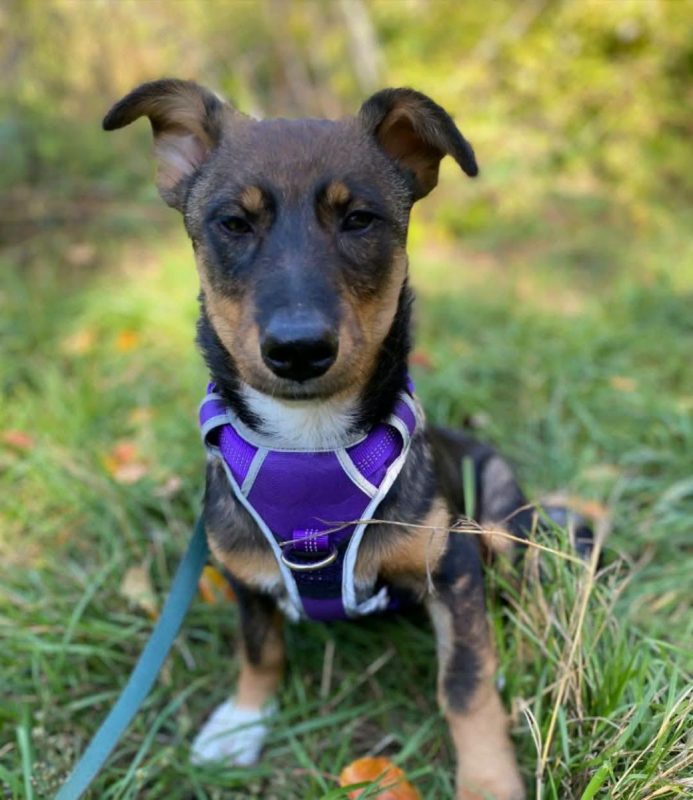VESTA - Chien Teckel à adopter