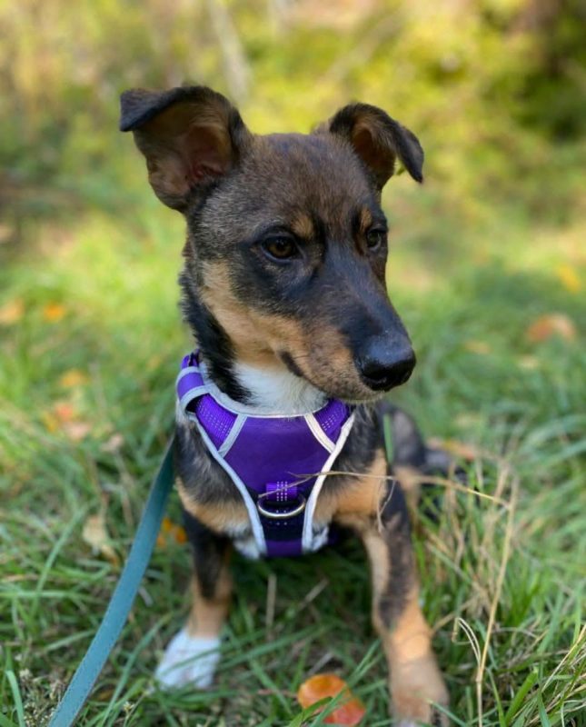 VESTA - Chien Teckel à adopter - photo 2
