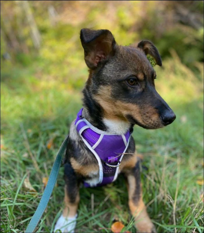 VESTA - Chien Teckel à adopter - photo 3