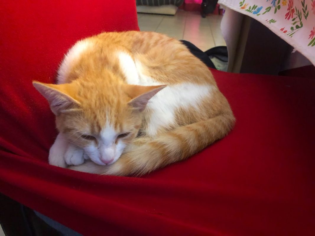 Dyna - Chat à adopter - photo 2