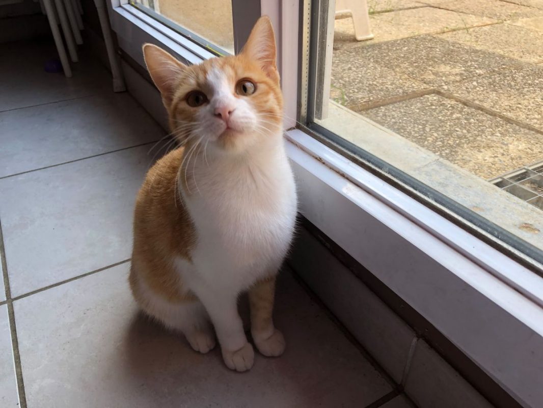 Dyna - Chat à adopter