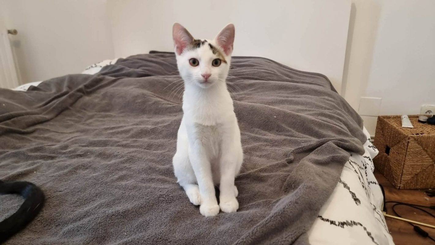 Grincheux - Chat Européen à adopter