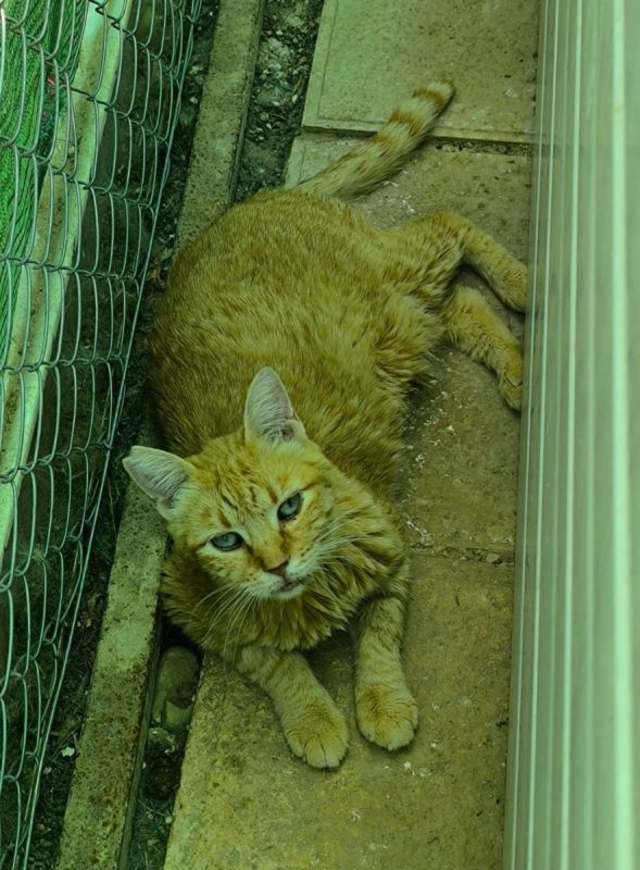Rubia - Chat à adopter - photo 6