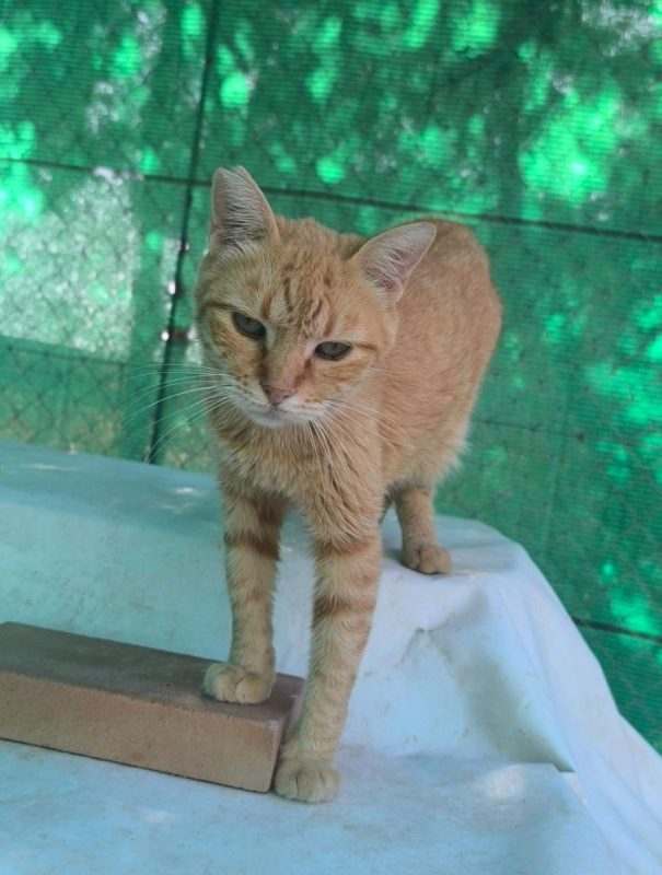 Rubia - Chat à adopter - photo 4