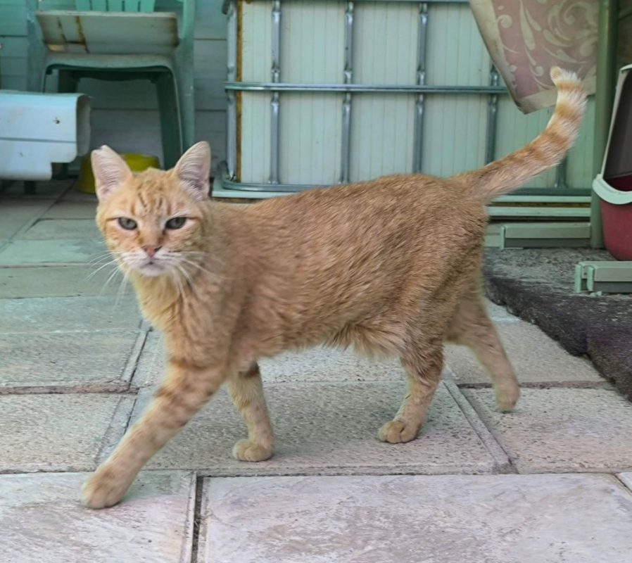 Rubia - Chat à adopter - photo 7