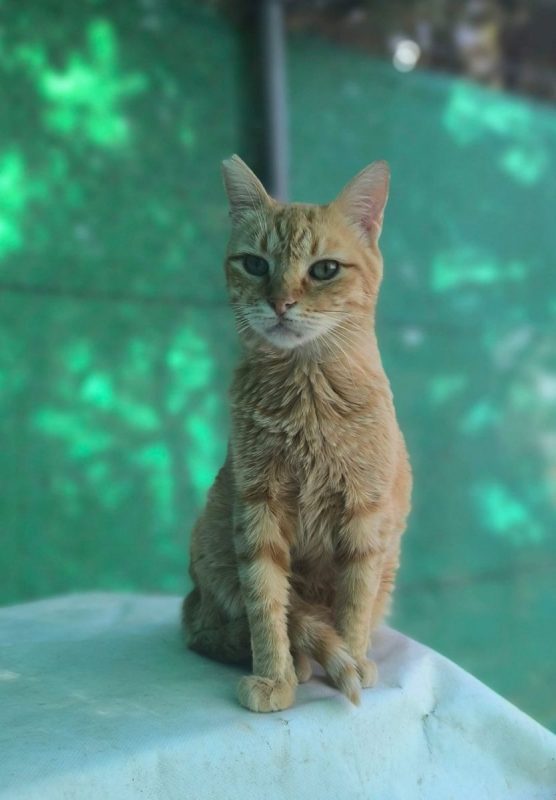 Rubia - Chat à adopter - photo 3