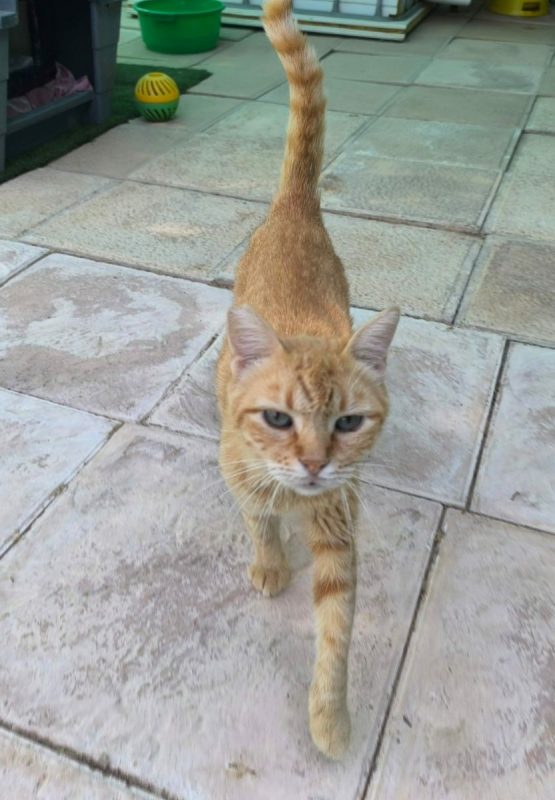 Rubia - Chat à adopter - photo 2