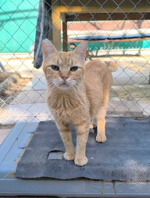 Rubia - Chat à adopter