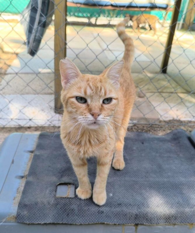 Rubia - Chat à adopter - photo 5