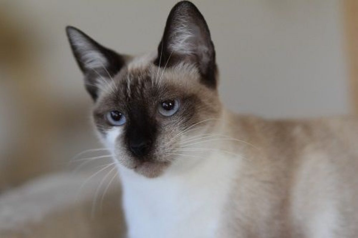 Satine - Chat à adopter