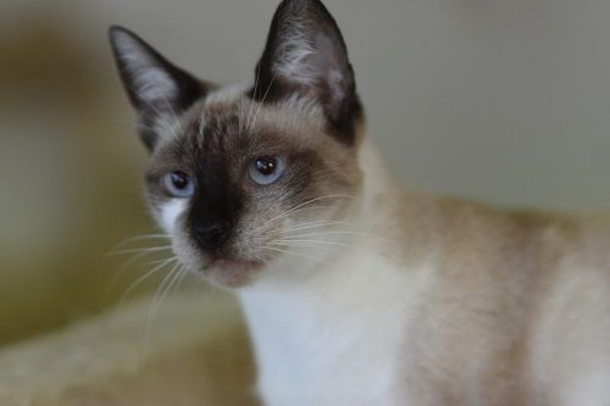 Satine - Chat à adopter - photo 2