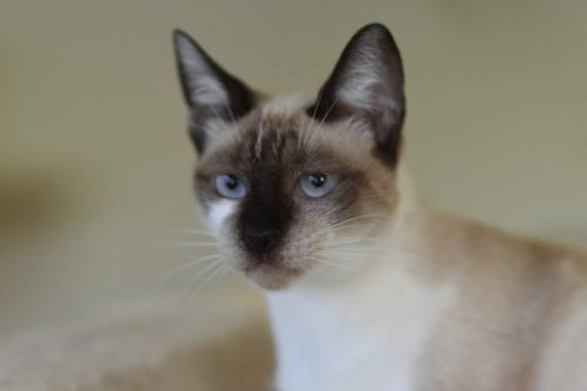 Satine - Chat à adopter - photo 4