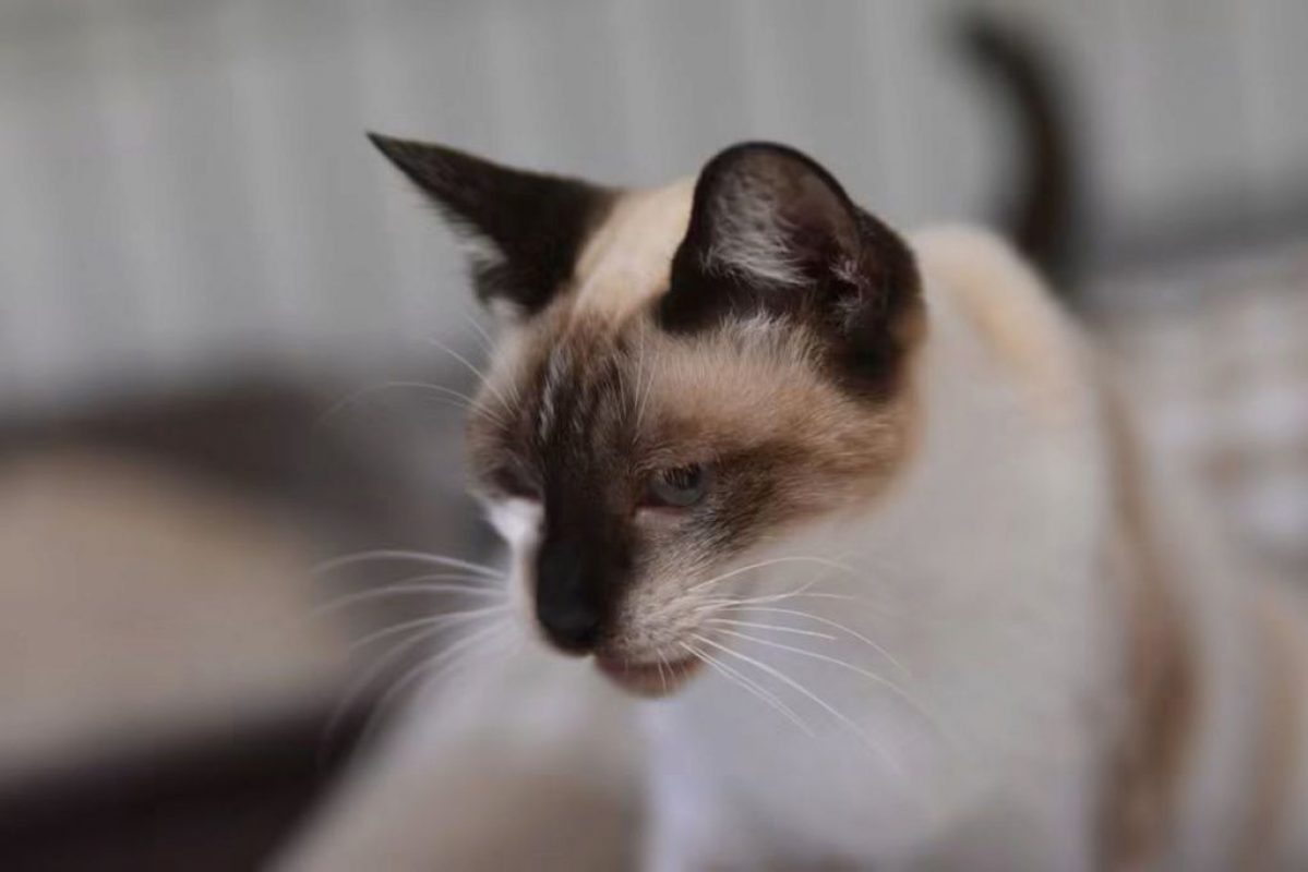 Satine - Chat à adopter - photo 3