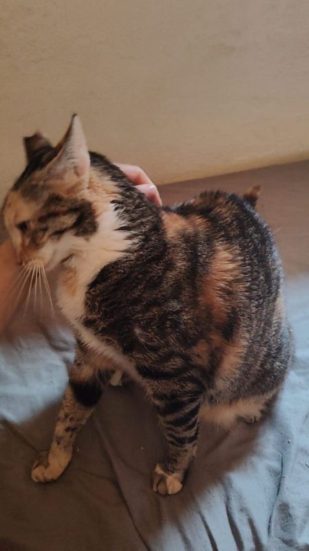 Hannah - Chat à adopter - photo 2