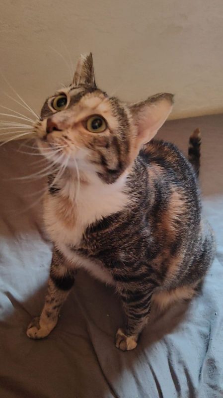 Hannah - Chat à adopter