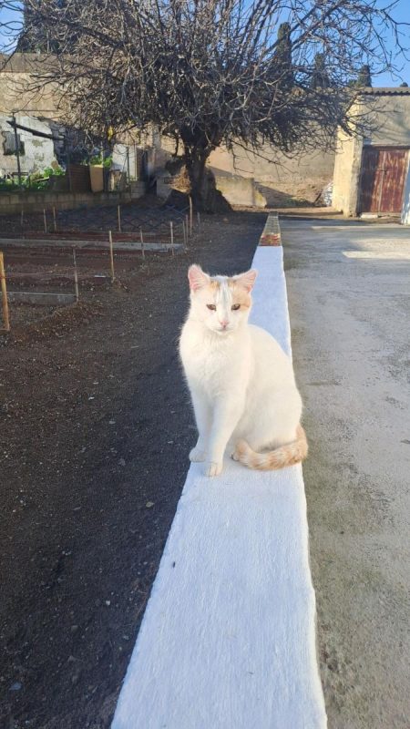 Chilin - Chat à adopter