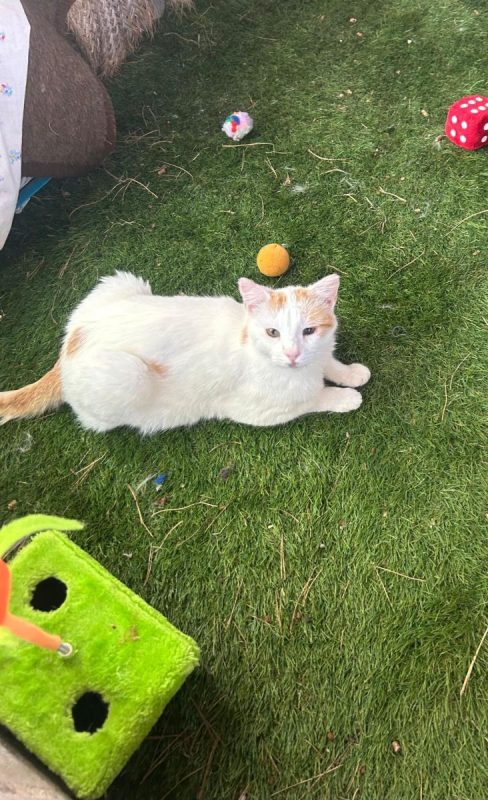 Chilin - Chat à adopter - photo 4