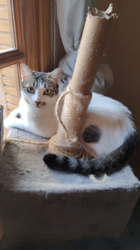Estrella - Chat à adopter