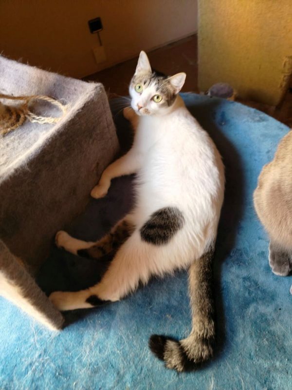 Estrella - Chat à adopter - photo 2