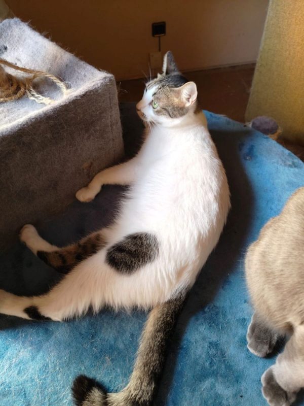Estrella - Chat à adopter - photo 3