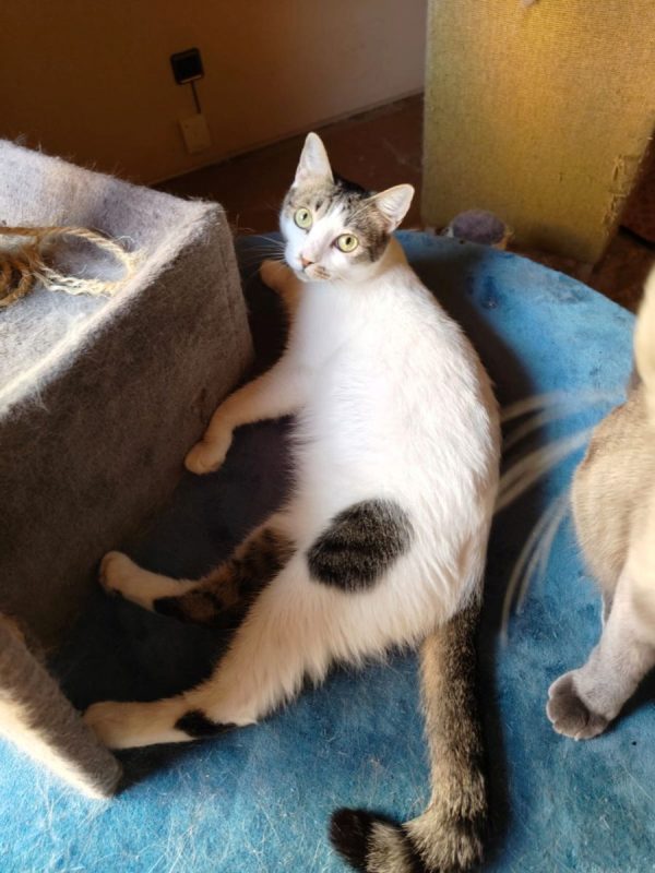Estrella - Chat à adopter - photo 4