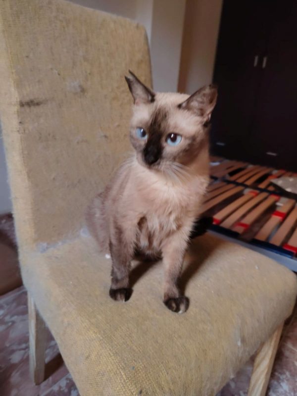 Ocre - Chat à adopter