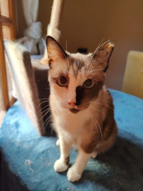 Europa - Chat à adopter - photo 4