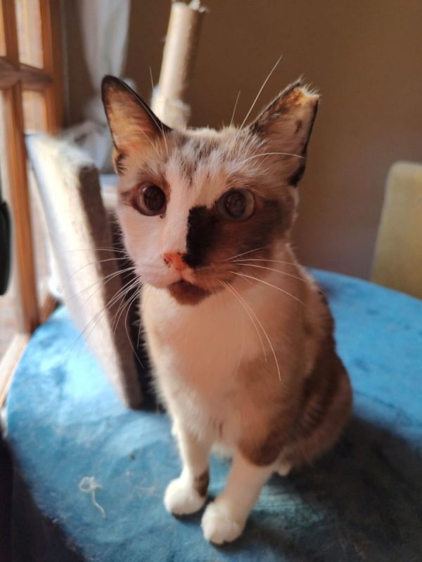 Europa - Chat à adopter